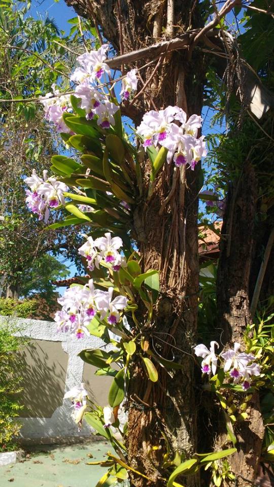 17690376_1283942868355099_1297323384_n